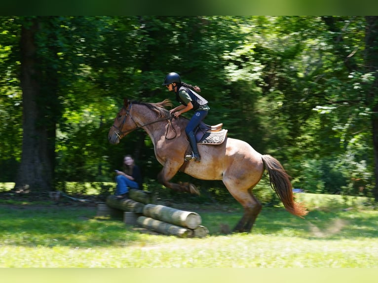 Percheron Mix Castrone 5 Anni 173 cm Roano rosso in Clover