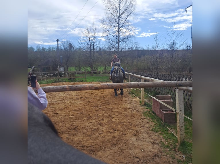 Percheron Castrone 5 Anni 175 cm Grigio in Rehau