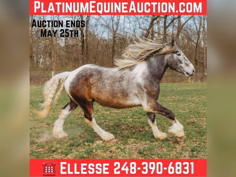 Percheron Castrone 5 Anni 175 cm Tobiano-tutti i colori in Howell, MI