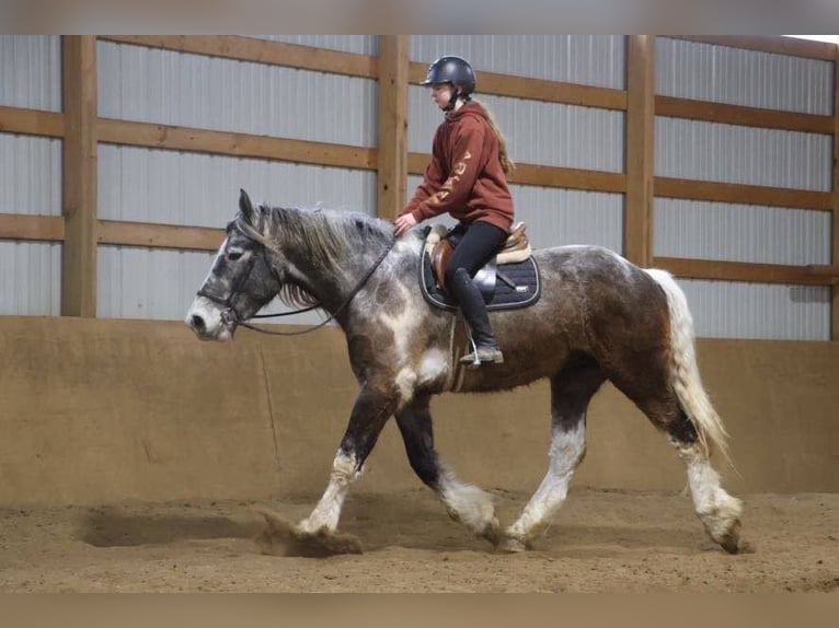 Percheron Castrone 5 Anni 175 cm Tobiano-tutti i colori in Howell, MI