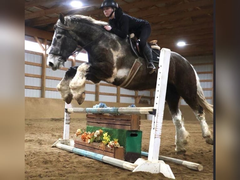 Percheron Castrone 5 Anni 175 cm Tobiano-tutti i colori in Howell, MI