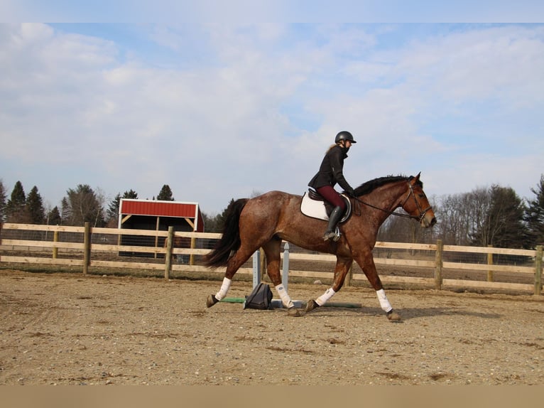 Percheron Castrone 5 Anni Baio roano in Howell MI