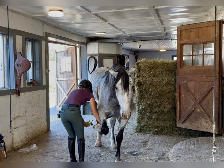 Percheron Mix Castrone 5 Anni Grigio in Gap