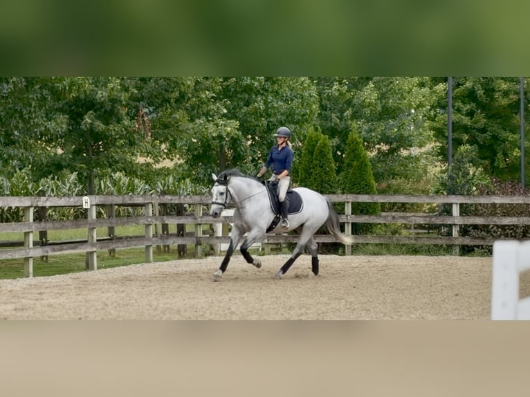 Percheron Mix Castrone 5 Anni Grigio in Gap