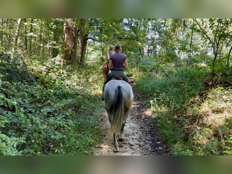 Percheron Mix Castrone 5 Anni Grigio in Gap