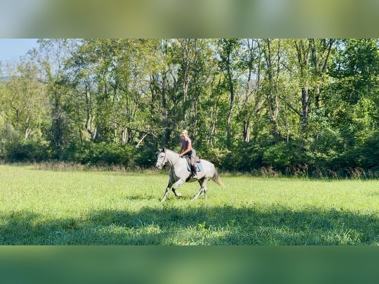 Percheron Mix Castrone 5 Anni Grigio in Gap