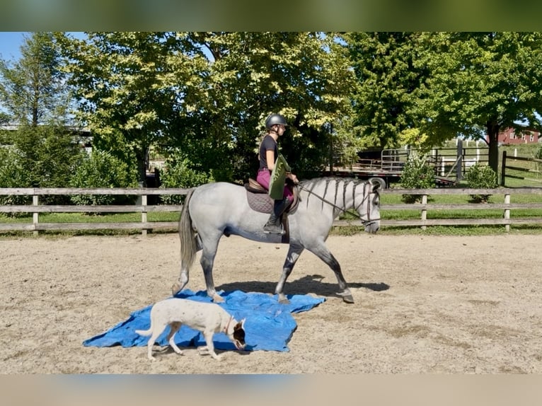 Percheron Mix Castrone 5 Anni Grigio in Gap