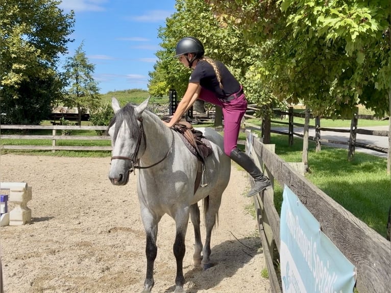 Percheron Mix Castrone 5 Anni Grigio in Gap