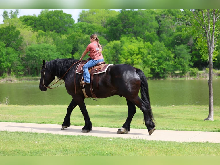 Percheron Castrone 5 Anni Morello in Forney