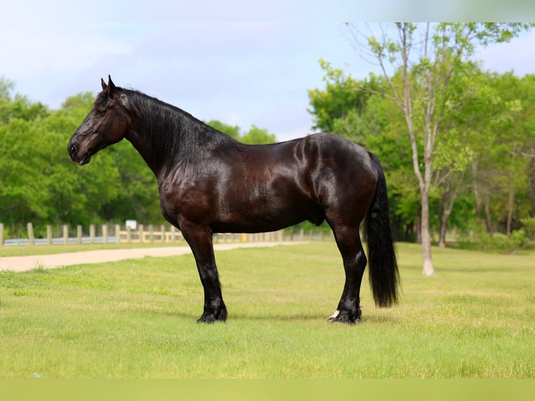 Percheron Castrone 5 Anni Morello in Forney