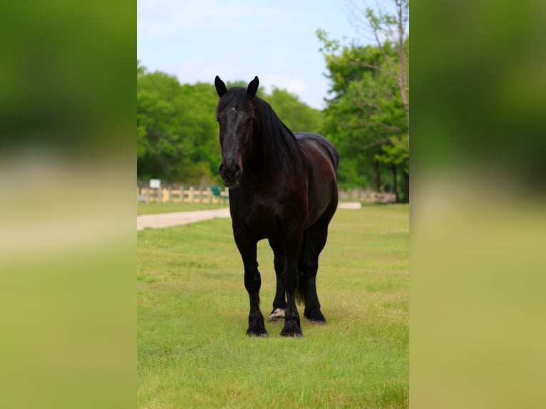 Percheron Castrone 5 Anni Morello in Forney