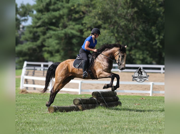 Percheron Castrone 5 Anni Pelle di daino in Gladstone, NJ