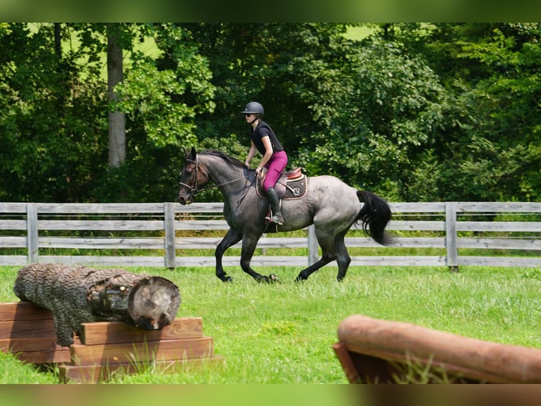 Percheron Mix Castrone 5 Anni Roano blu in Clover
