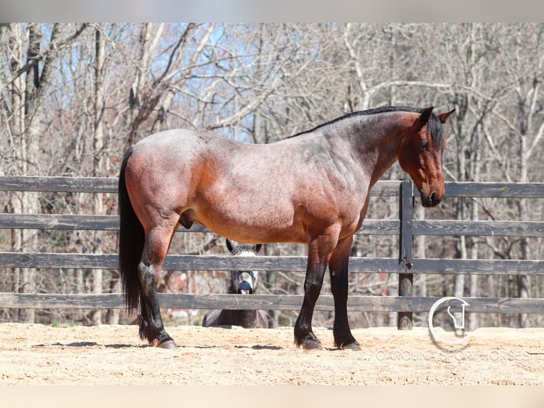 Percheron Mix Castrone 6 Anni 155 cm Baio roano in Clover, SC