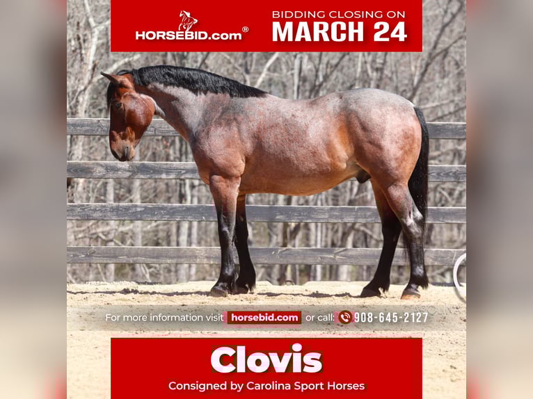 Percheron Mix Castrone 6 Anni 155 cm Baio roano in Clover, SC