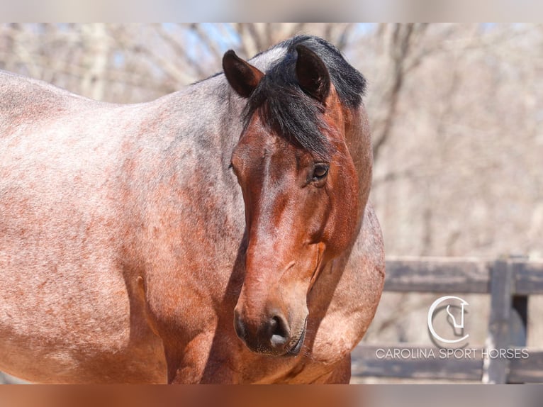 Percheron Mix Castrone 6 Anni 155 cm Baio roano in Clover, SC