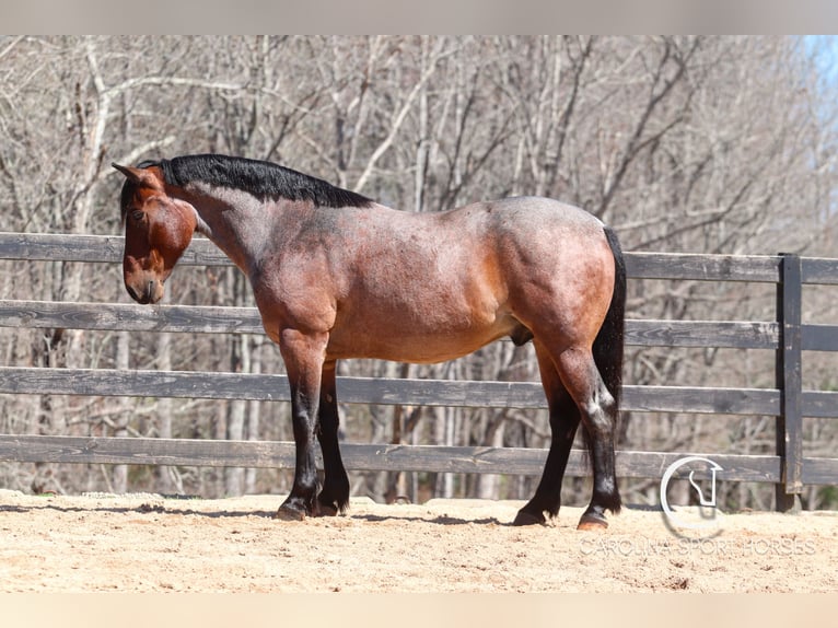 Percheron Mix Castrone 6 Anni 155 cm Baio roano in Clover, SC