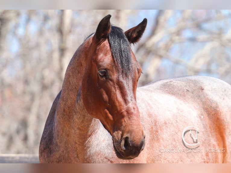 Percheron Mix Castrone 6 Anni 155 cm Baio roano in Clover, SC
