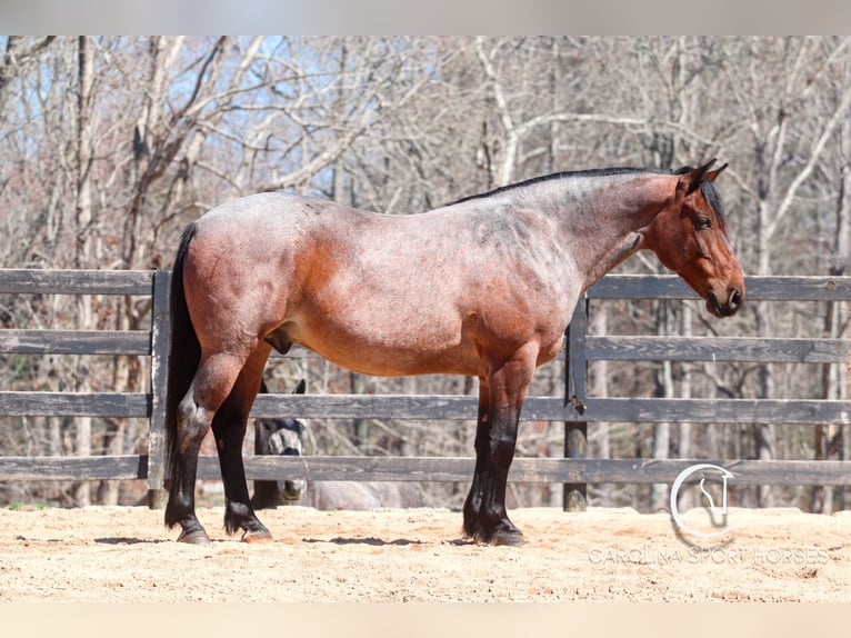Percheron Mix Castrone 6 Anni 155 cm Baio roano in Clover, SC