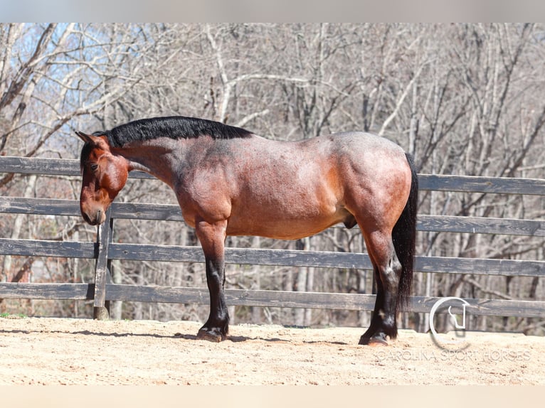 Percheron Mix Castrone 6 Anni 155 cm Baio roano in Clover, SC