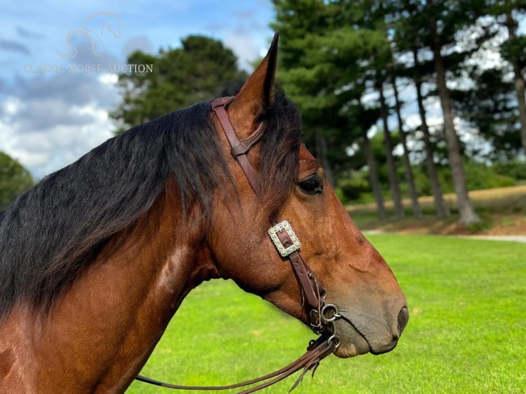 Percheron Castrone 6 Anni 163 cm Baio ciliegia in Houston, MO