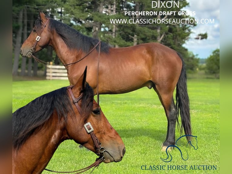 Percheron Castrone 6 Anni 163 cm Baio ciliegia in Houston, MO