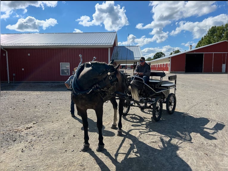 Percheron Mix Castrone 6 Anni 163 cm Grigio in Jackson