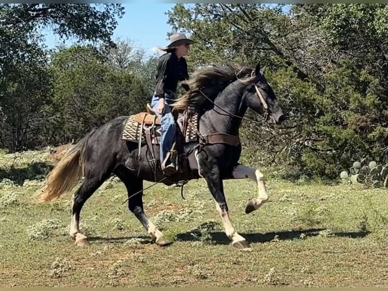 Percheron Castrone 6 Anni 163 cm Tobiano-tutti i colori in Jacksboro TX