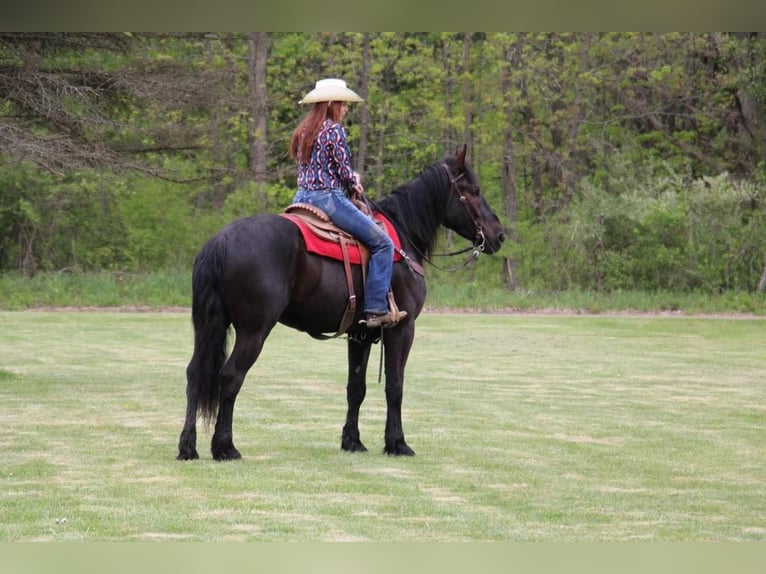 Percheron Castrone 6 Anni 165 cm Morello in Howell MI