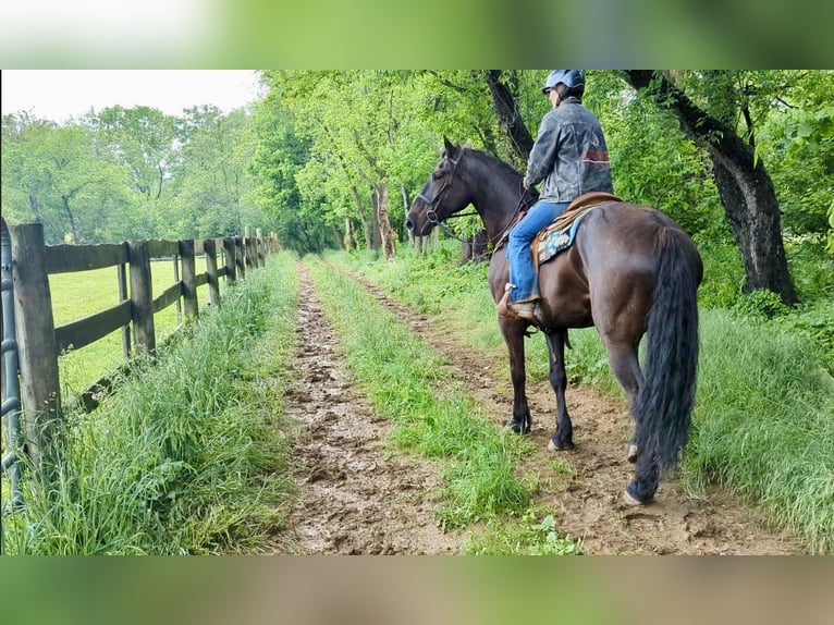 Percheron Mix Castrone 6 Anni 165 cm Morello in Tuscarora, MD