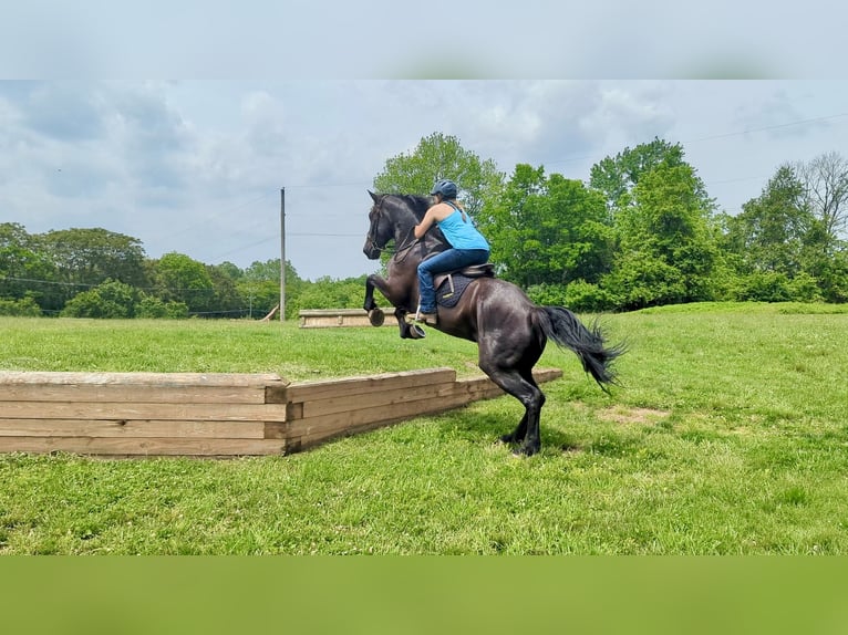 Percheron Mix Castrone 6 Anni 165 cm Morello in Tuscarora, MD