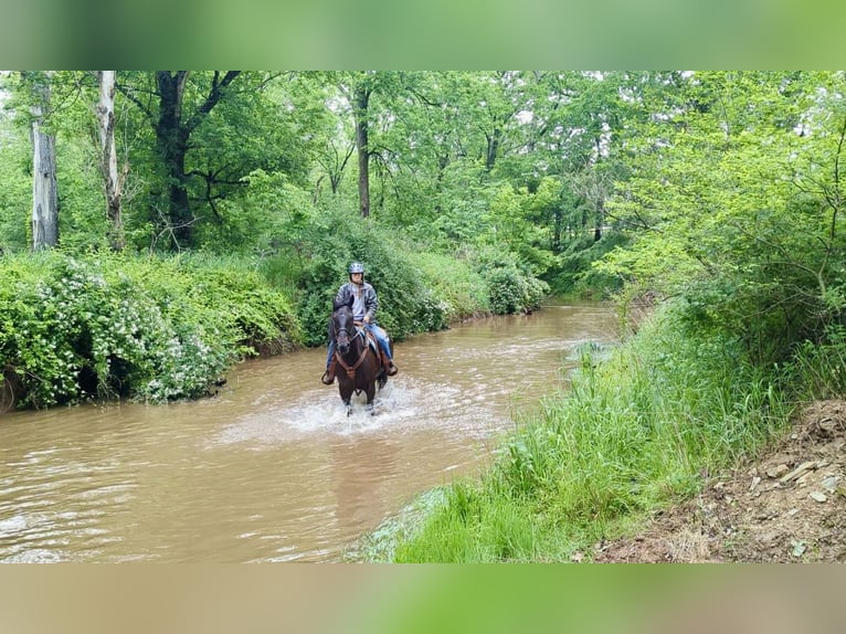 Percheron Mix Castrone 6 Anni 165 cm Morello in Tuscarora, MD