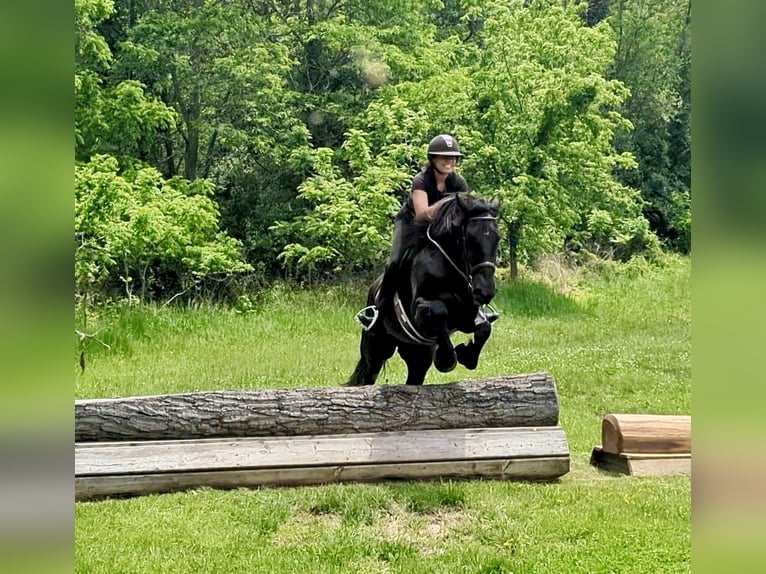 Percheron Mix Castrone 6 Anni 165 cm Morello in Tuscarora, MD