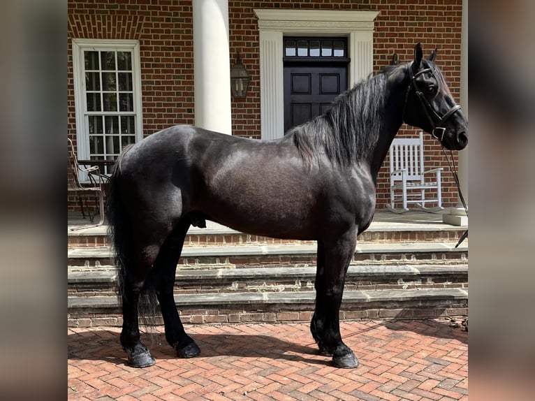 Percheron Mix Castrone 6 Anni 165 cm Morello in Tuscarora, MD