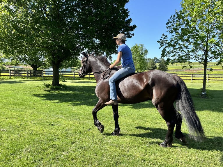 Percheron Mix Castrone 6 Anni 165 cm Morello in Tuscarora, MD