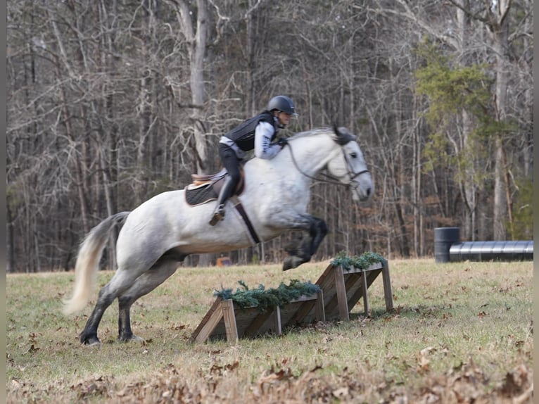 Percheron Mix Castrone 6 Anni 168 cm Grigio pezzato in Clover