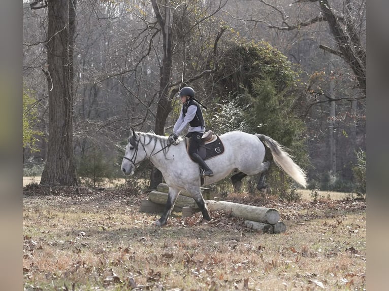 Percheron Mix Castrone 6 Anni 168 cm Grigio pezzato in Clover