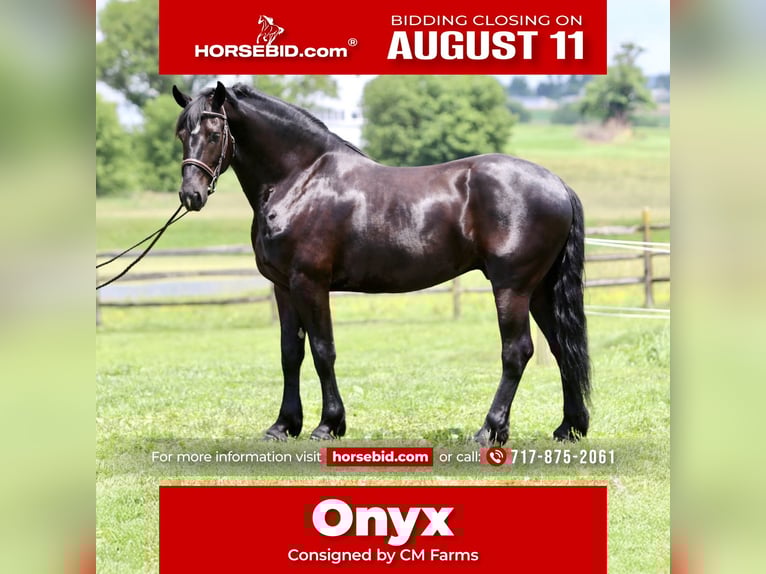 Percheron Mix Castrone 6 Anni 168 cm Morello in Gap