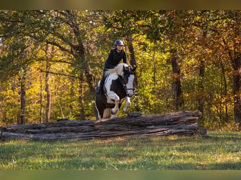 Percheron Mix Castrone 6 Anni 168 cm Pezzato in Bogard