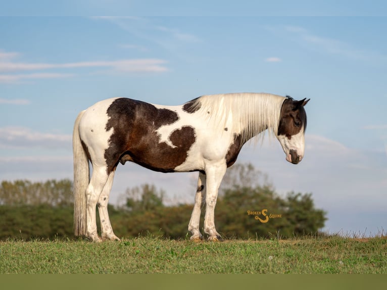 Percheron Mix Castrone 6 Anni 168 cm Pezzato in Bogard