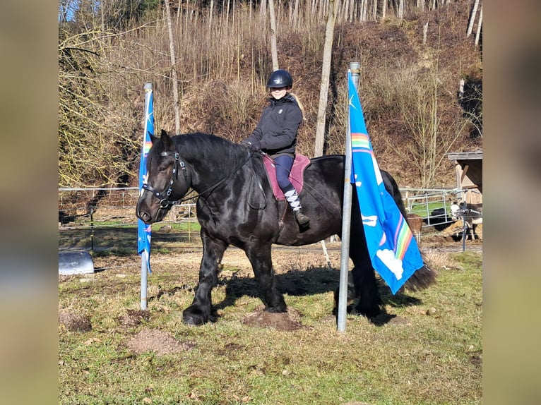 Percheron Castrone 6 Anni 169 cm Morello in Bayerbach