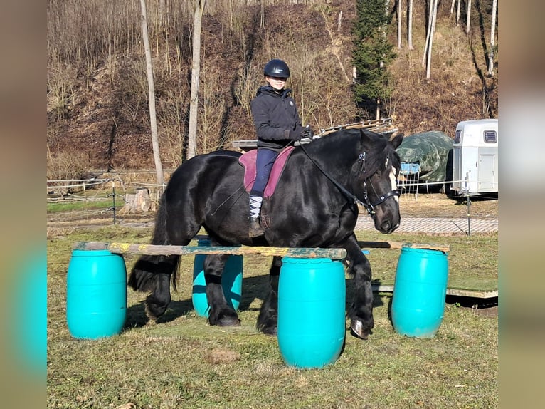 Percheron Castrone 6 Anni 169 cm Morello in Bayerbach