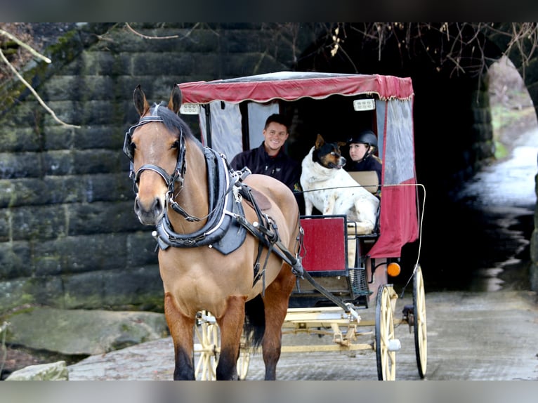 Percheron Mix Castrone 6 Anni 170 cm Baio ciliegia in Gap, PA
