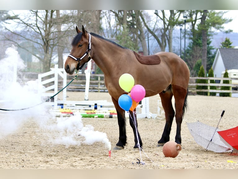 Percheron Mix Castrone 6 Anni 170 cm Baio ciliegia in Gap, PA
