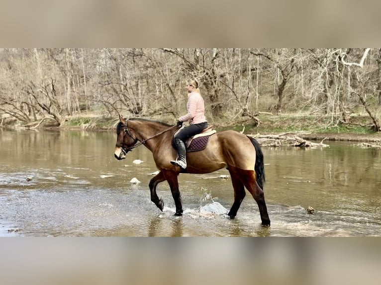 Percheron Mix Castrone 6 Anni 170 cm Baio ciliegia in Gap, PA