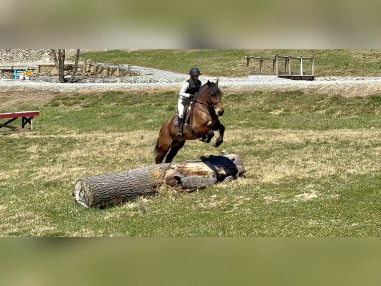 Percheron Mix Castrone 6 Anni 170 cm Baio ciliegia in Gap, PA