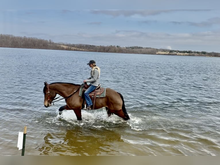 Percheron Mix Castrone 6 Anni 170 cm Baio ciliegia in Gap, PA