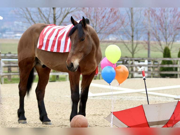Percheron Mix Castrone 6 Anni 170 cm Baio ciliegia in Gap, PA