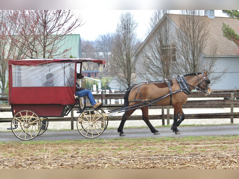 Percheron Mix Castrone 6 Anni 170 cm Baio ciliegia in Gap, PA