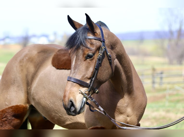 Percheron Mix Castrone 6 Anni 170 cm Baio ciliegia in Gap, PA